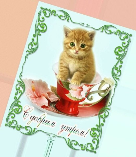 Открытка доброе утро с котом