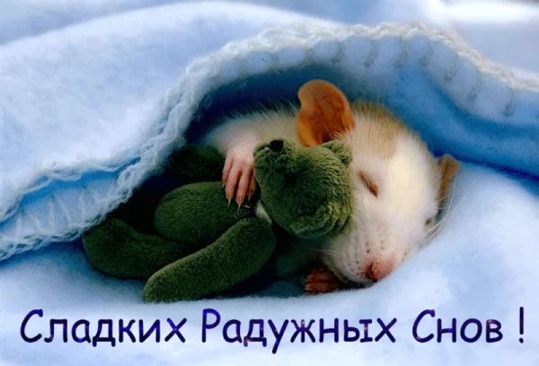 Спокойной ночи сладких снов