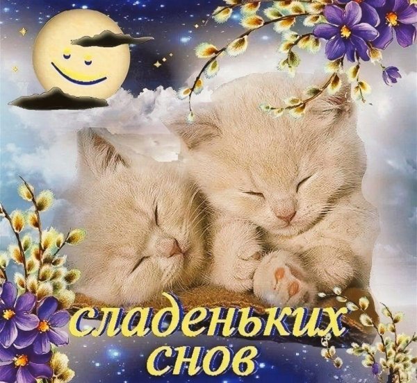 Спокойной ночи сладких снов