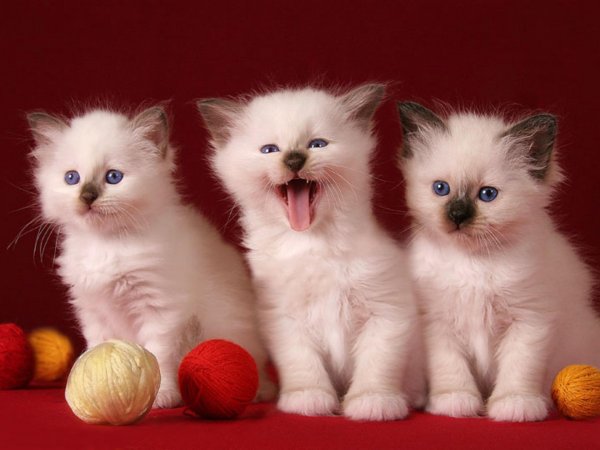 Голубые коты Ирины Зенюк 2020