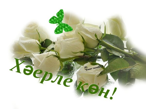 Янгырлы кон