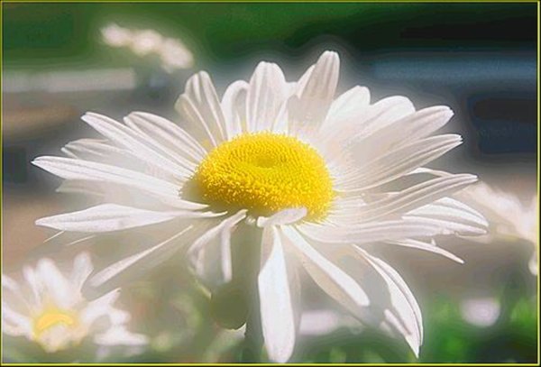 Ромашки с надписями