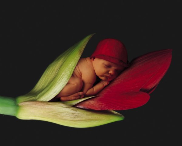 Фотограф детей Анна Геддес