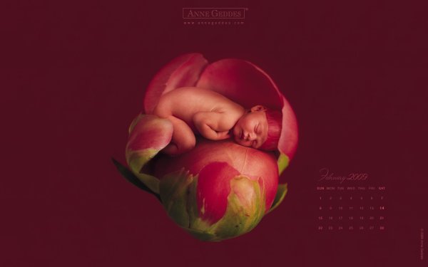 Anne Geddes открытки