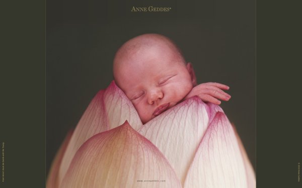 Открытки с младенцами Анны Геддес