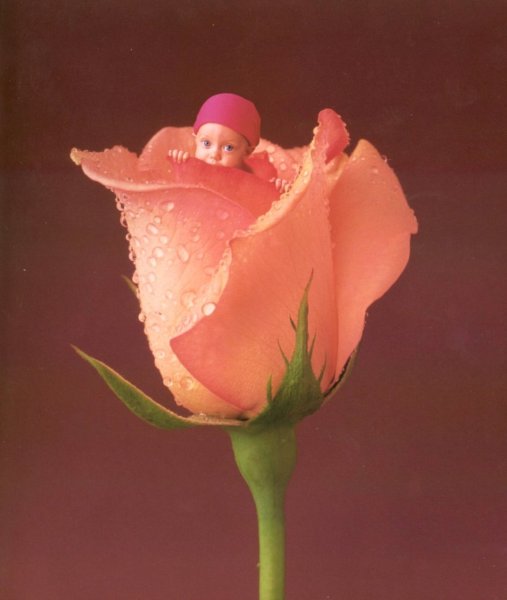 Анна Геддес Anne Geddes фото