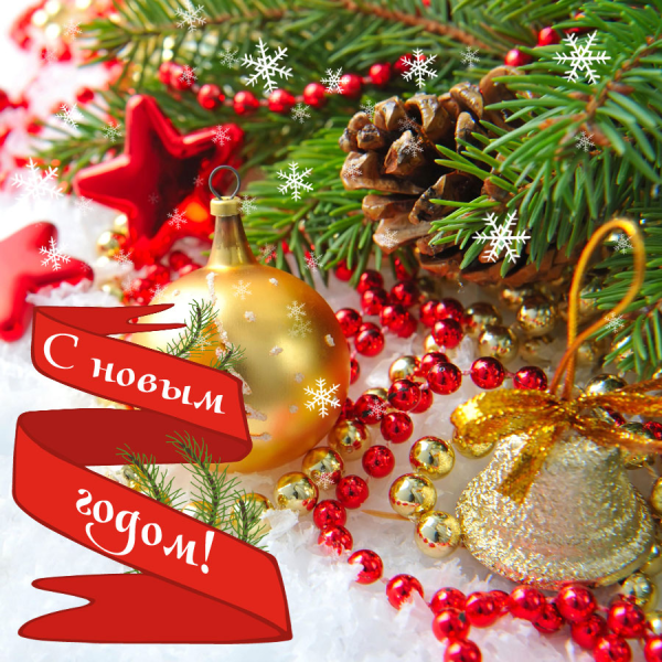 С новым котом