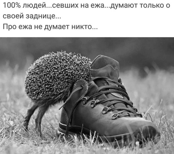 Цитаты с юмором и смыслом