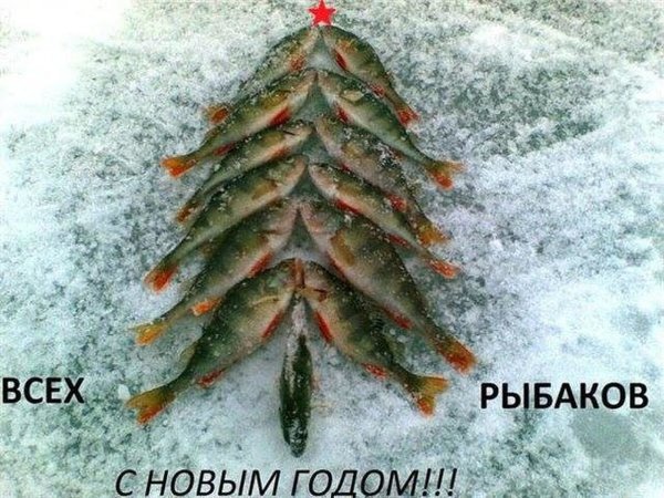 Кот на зимней рыбалке