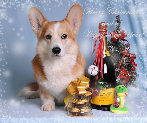 Корги поздравляет с новым годом