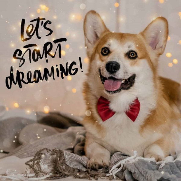 Международный день корги