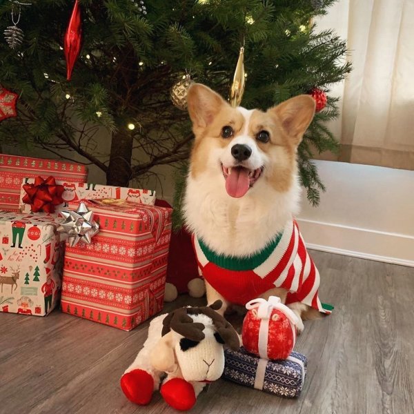 Вельш корги Санта