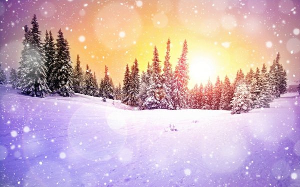 В новогоднем лесу