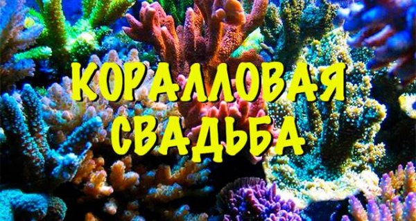 Поздравления с днём свадьбы 35 лет