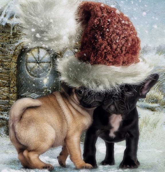 С Рождеством с животными