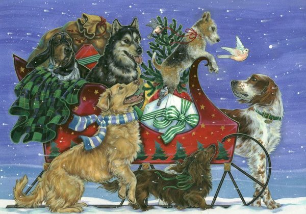 Донна рейс (Donna Race)