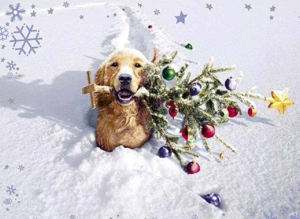 Новогодние открытки с собаками