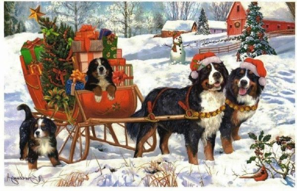 Бернский зенненхунд новогодний