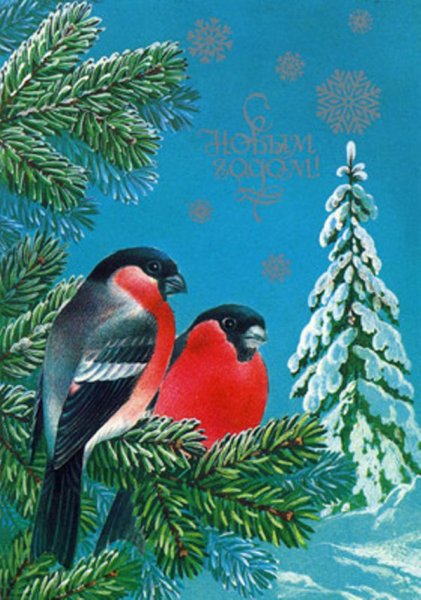 Снегирь на еловой ветке