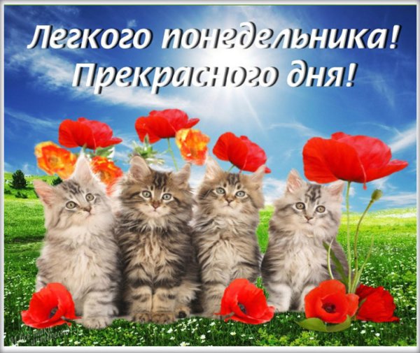 Легкого дня