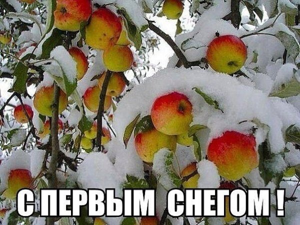 Открытки с первым снегом