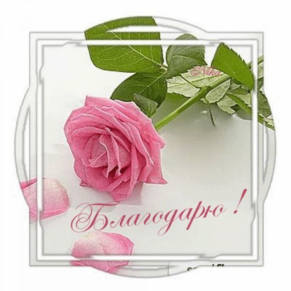 Спасибо цветы