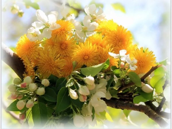 Доброе солнечное утро