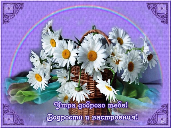 Открытки с добрым утром с ромашками