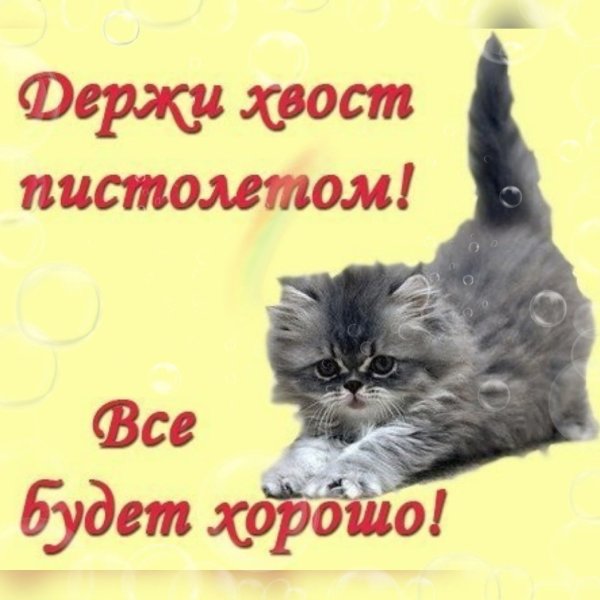 Котик держись