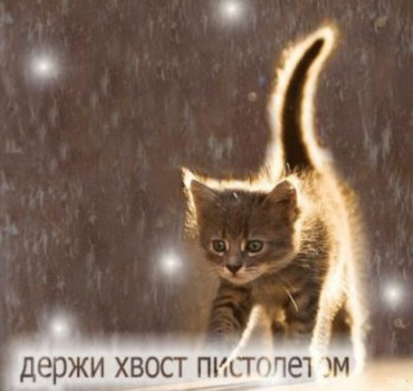 На душе кошки скребут