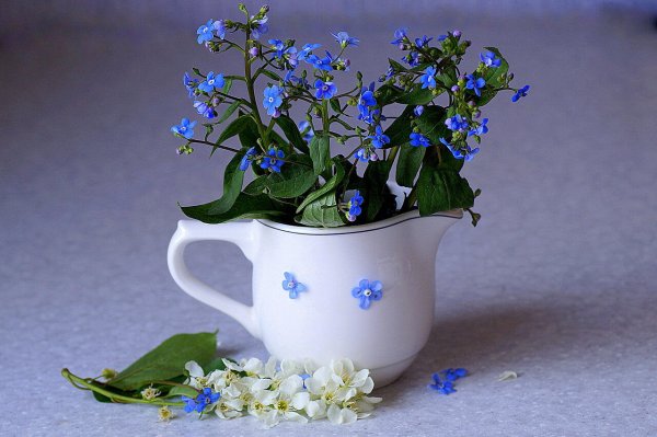 Незабудка в горшке