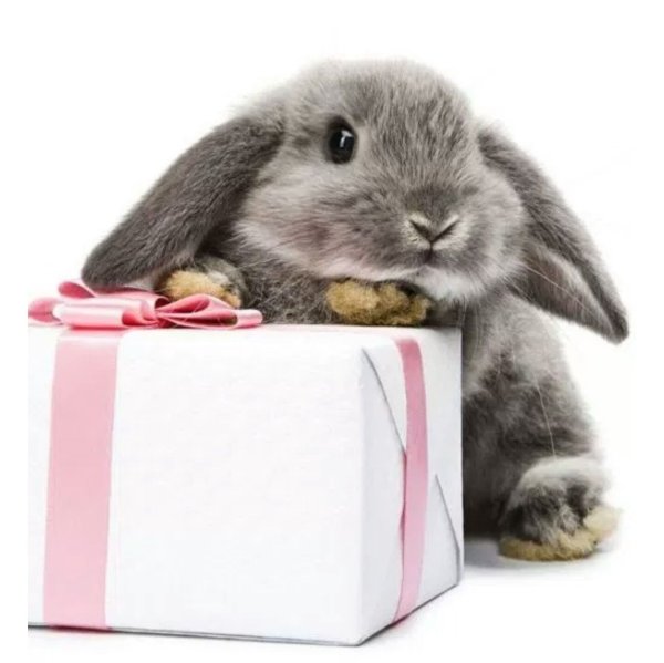 С днем рождения кролик