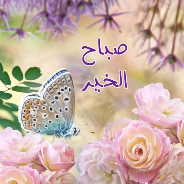 Добрые пожелания с бабочками