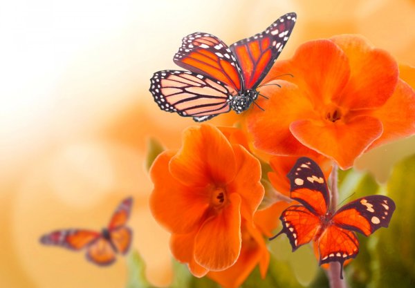 Открытка "бабочки"