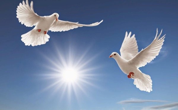 Белый голубь