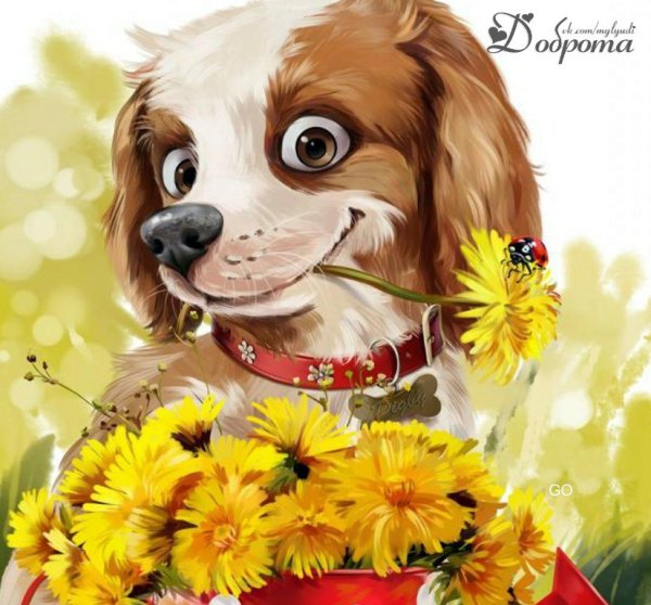 Привет собачка