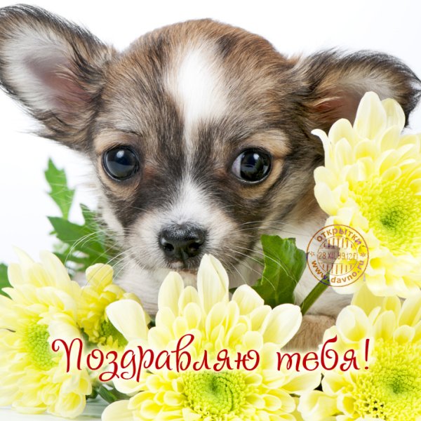 Поздравительные открытки с собачками