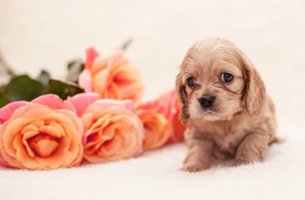 Красивые собаки