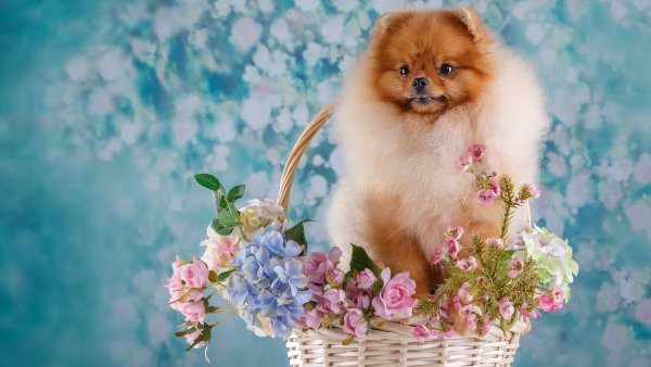 Померанский шпиц Весна