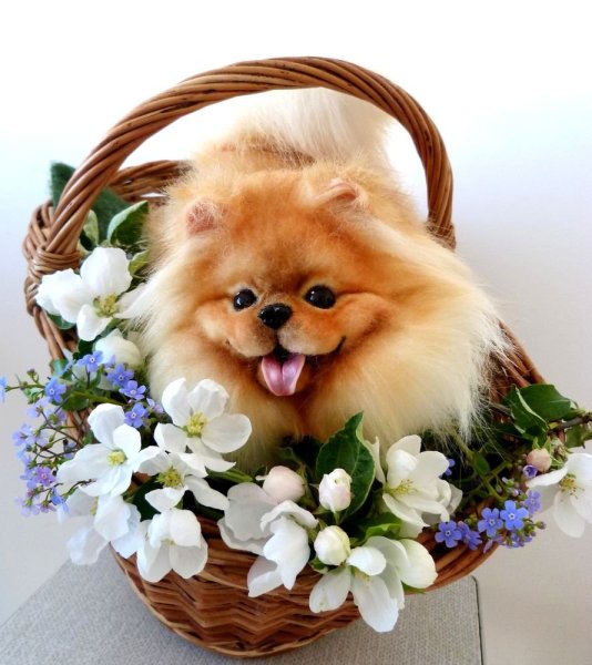 Шпиц с цветочком
