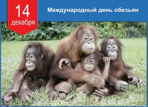 Обезьяна с подарком