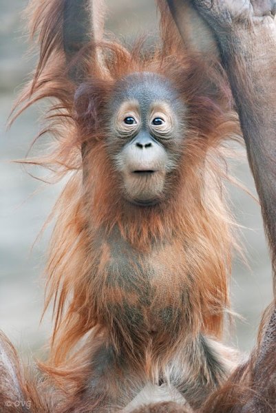 Обезьянки прыгали в кроватке