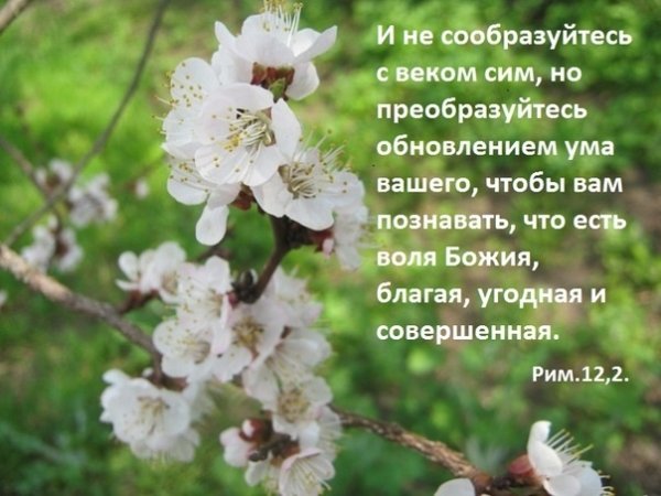 Открытки со стихами из Библии