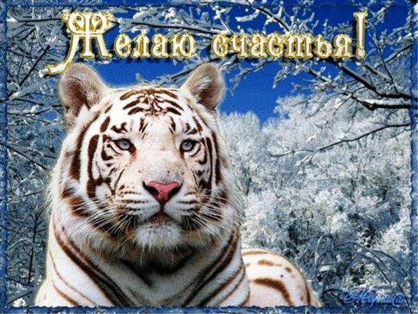 С наступающим годом тигра