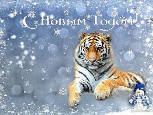 Тигр 2022 год