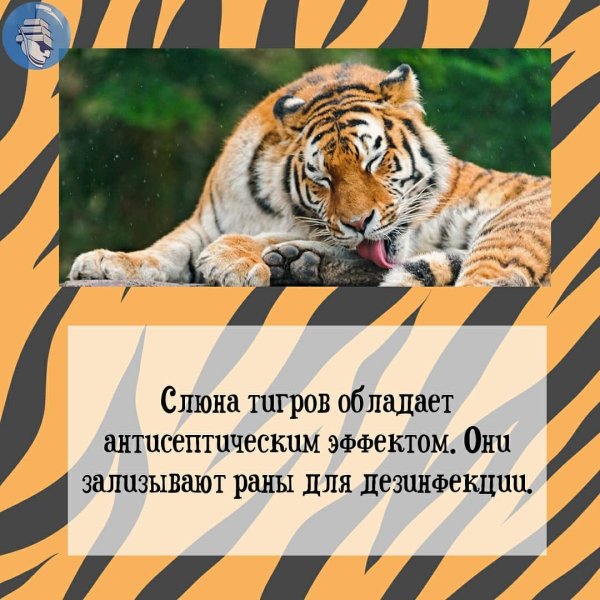 Новогодние открытки с тигром