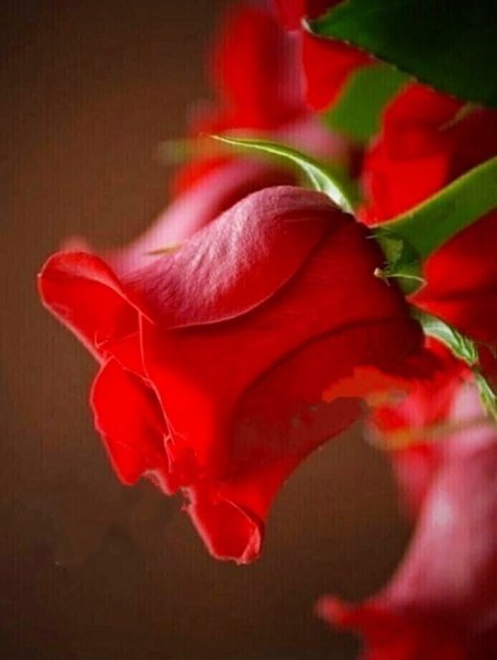 День красных роз с надписями