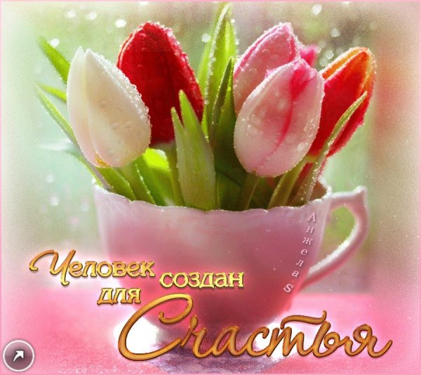 Доброе утро тюльпаны