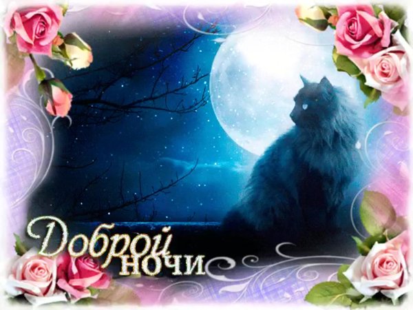 Доброй ночи очень красивые цветы и животные