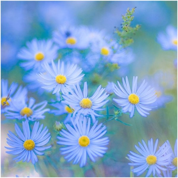 Надпись на цветах для поднятия настроения